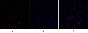 Dnmt3b rabbit pAb