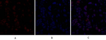 Dnmt3b rabbit pAb