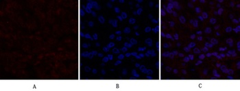 Dnmt3b rabbit pAb