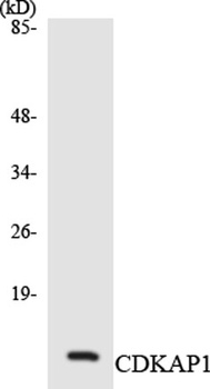 DOC-1 antibody