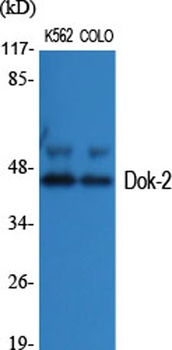 Dok-2 rabbit pAb Antibody