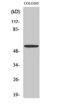 Dok-2 antibody