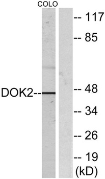 Dok-2 rabbit pAb