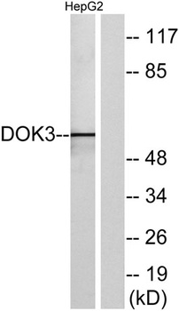 Dok-3 rabbit pAb