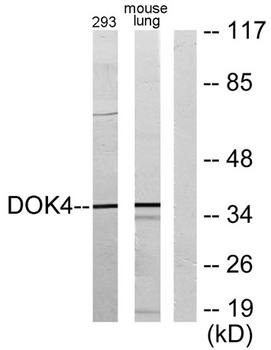 Dok-4 antibody