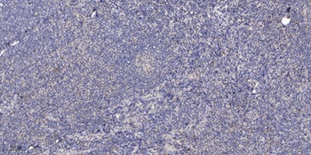 Dok-4 antibody