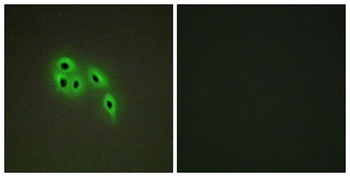 Dok-6 antibody