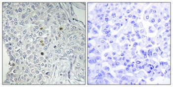 DPF2 antibody