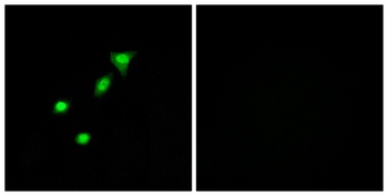 DPF2 antibody