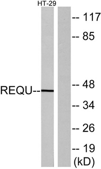 DPF2 rabbit pAb