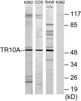 DR4 antibody