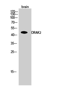 DRAK2 rabbit pAb