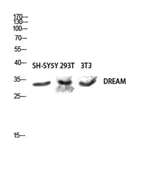 DREAM antibody