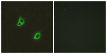 DREG antibody