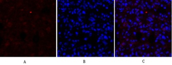 DRP1 rabbit pAb