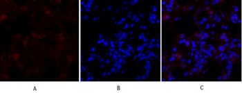 DRP1 rabbit pAb