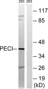 DRS-1 rabbit pAb