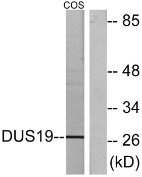 DUSP19 rabbit pAb