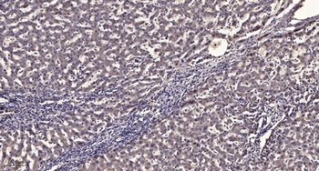 Dynactin 2 rabbit pAb