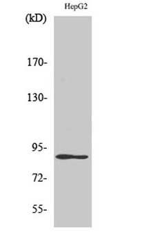 Dyrk1A antibody