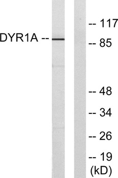 Dyrk1A rabbit pAb
