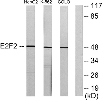 E2F-2 antibody