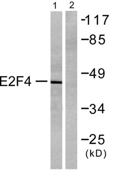 E2F-4/5 rabbit pAb