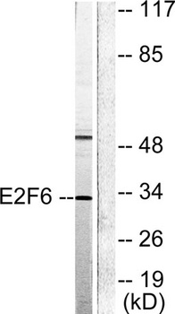 E2F-6 rabbit pAb