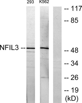 E4BP4 rabbit pAb