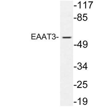 EAAT3 rabbit pAb
