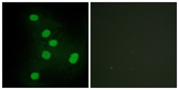 EAR2 antibody