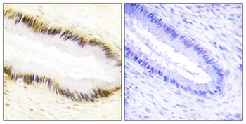 EAR2 antibody