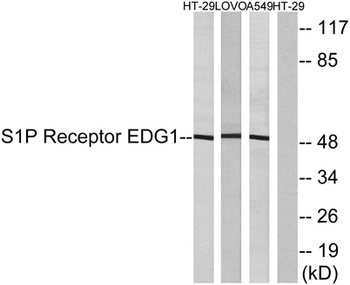 EDG-1 rabbit pAb