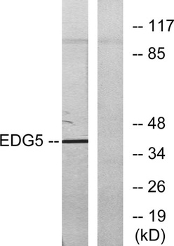EDG-5 rabbit pAb