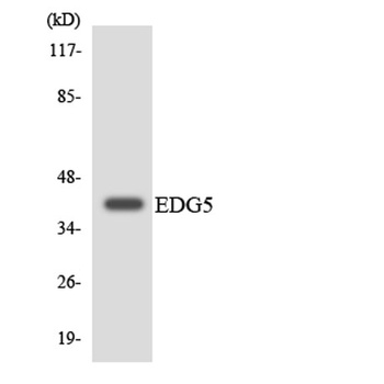 EDG-5 rabbit pAb