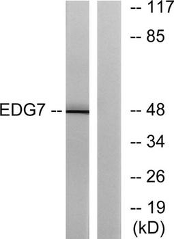 EDG-7 rabbit pAb
