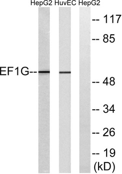 EF-1 γ rabbit pAb Antibody