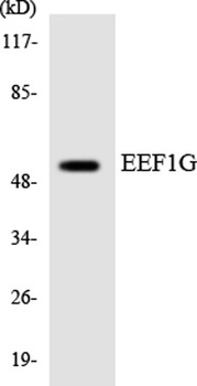 EF-1 γ rabbit pAb Antibody