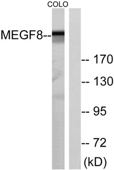 EGFL4 antibody