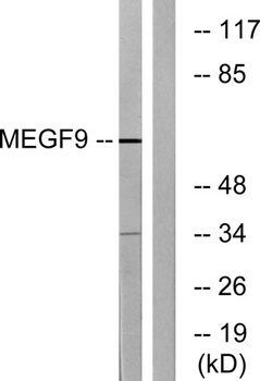 EGFL5 antibody