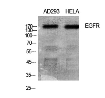 EGFR rabbit pAb