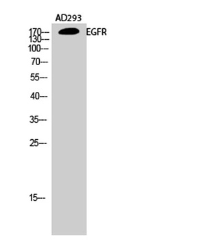 EGFR rabbit pAb