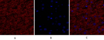 EGFR rabbit pAb