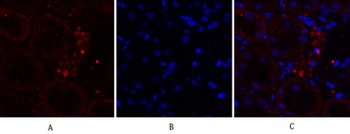 EGFR rabbit pAb