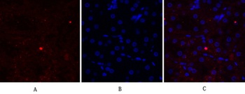 EGFR rabbit pAb