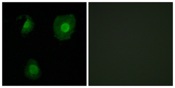 EID-1 antibody