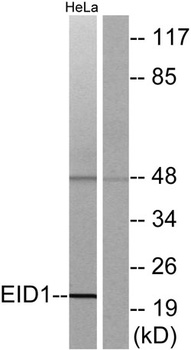 EID-1 antibody