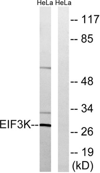 eIF3K antibody