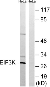 eIF3K rabbit pAb