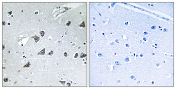 eIF3ε rabbit pAb